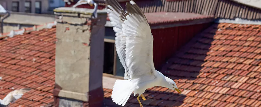 Residential Chimney Animal Removal Solution in Great Bend, KS